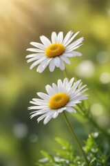 Obraz premium Single daisy head, sunny bright, soft focus, clean bokeh, simple beauty , bloom, bright, macro