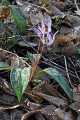 foglie maculate e delicate corolle di dente di cane (Erythronium dens-canis)