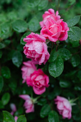 Pink roses covered in raindrops bloom amidst green foliage in a garden setting during early morning hours