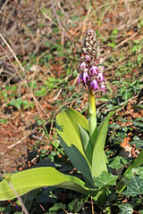 una vistosa orchidea primaverile (Barlia robertiana)