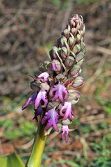 fiori e boccioli di una vistosa orchidea primaverile (Barlia robertiana)