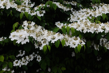 Beautiful white flowers blooming on green foliage in a serene garden setting during springtime