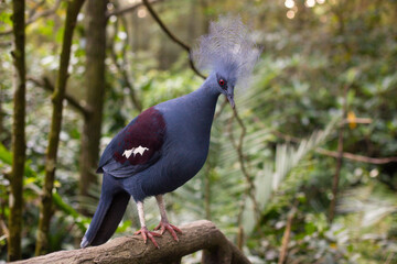 close-up of a beautiful crowned pigeon in the forest