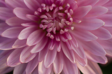 close up of a beautiful pink chrysanthemum flower in the garden