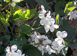 candide violette (Viola alba) al margine del bosco