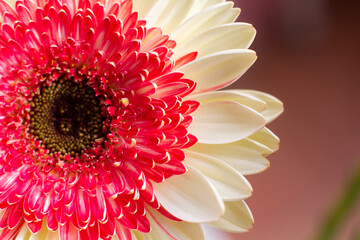 close-up of a beautiful Gerber Jameson flower in the garden