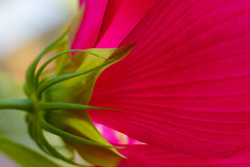close-up of beautiful pink hibiscus flower from back side © Tsyb Oleh