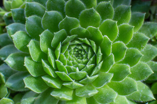 close-up Succulent flower in a pot in a greenhouse