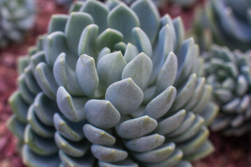close-up Succulent flower in a pot in a greenhouse