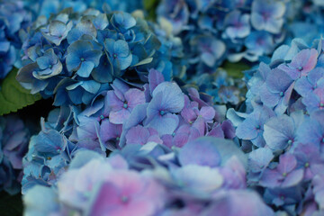 close-up of beautiful blue and pink flowers of Large-leaved hydrangea