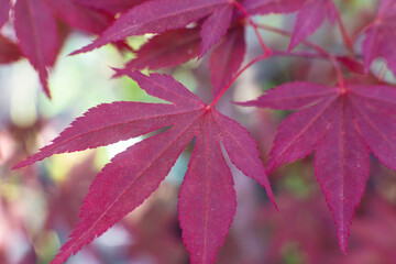 close up of beautiful red maple tree leaves
