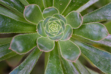 close-up Succulent flower in a pot in a greenhouse