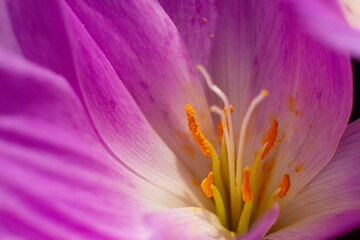 Fototapeta premium close-up of a beautiful Colchicum flower in the garden