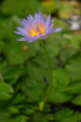 Obraz premium close-up of beautiful Blue lotus flowers in the garden