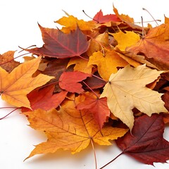 Fototapeta premium Pile of autumn-colored leaves on white background