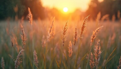 Golden sunset shines over wild grass field with blurred background. Nature eco landscape with sun, warm colors in summer. Beautiful sunrise with soft focus, natural light.