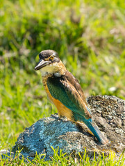 Kingfisher sitting on a rock