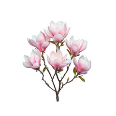 Naklejka premium Blooming Pink Magnolia Branch Isolated on Transparent Background