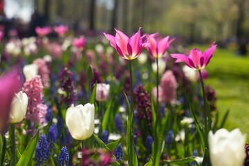 beautiful colorful tulip flowers are growing in the garden