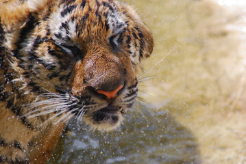 a beautiful big tiger is playing in a pool of water in a zoo