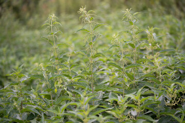 beautiful green nettle plant in sunlight outdoors