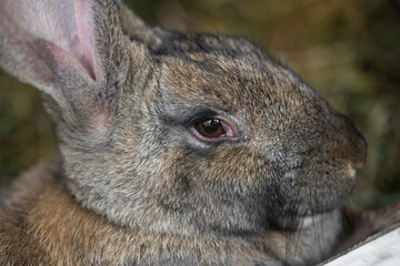 a beautiful grey domestic rabbit is grazing and walking in the enclosure outdoors