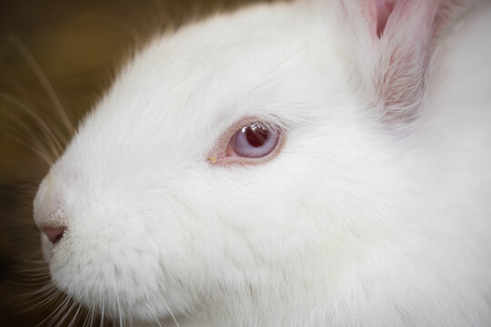 a beautiful white domestic rabbit is grazing and walking in the enclosure outdoors