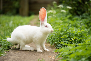 a beautiful white domestic rabbit is grazing and walking outdoors