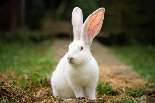 a beautiful white domestic rabbit is grazing and walking outdoors