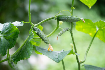 fresh green cucumbers grow in a greenhouse