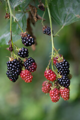 delicious and juicy blackberry fruits on a bush in the garden