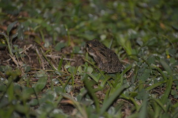 Sapo en Tortuguero Costa Rica