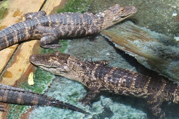 Alligator cubs in Florida farm, closeup