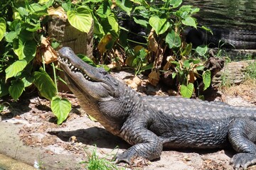 Alligator in Florida farm, closeup