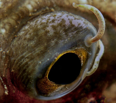 Goby eye with two parasites