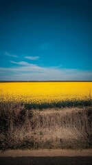 Fototapeta premium Vibrant Yellow Rapeseed Field Under Blue Sky
