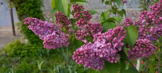 Close-up of blooming lilac flowers with vibrant purple petals and lush green leaves. A natural spring scene capturing the beauty of fragrant Syringa blossoms in full bloom.