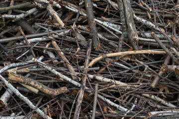 Sticks and branches collected for woodland project in the forest