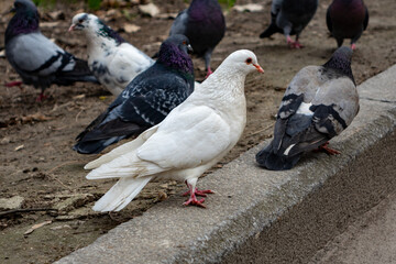 White pigeon stands out among group of colorful pigeons on ground