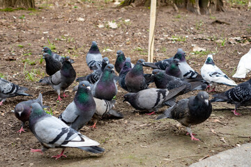Numerous pigeons gathered on the ground in a park setting