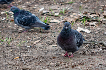 Pigeons foraging on the ground in a park during early morning