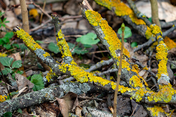 Vibrant yellow lichen covering fallen branches in a forest setting