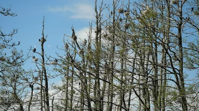 Breeding cormorants in tree colonies near water. Crucial for fishery balance, coastal diversity, and bird conservation. 147 MB; 30 sec; pps 50