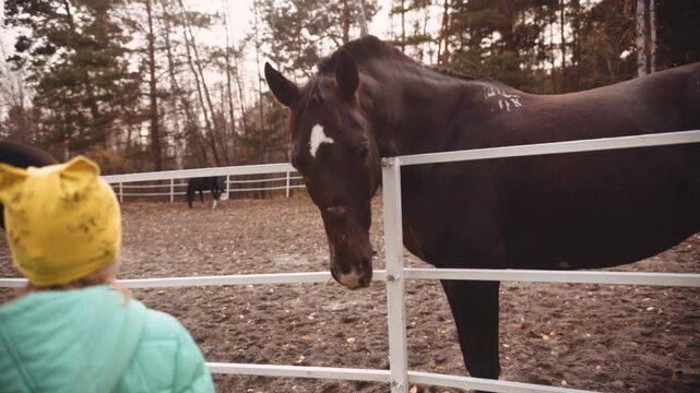 Close up of little girl feeding brown horse plant in autumn.