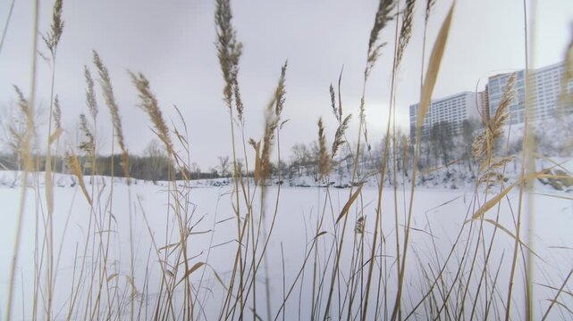 Close-up view of a winter lake through reeds in winter. Houses are visible on the right.