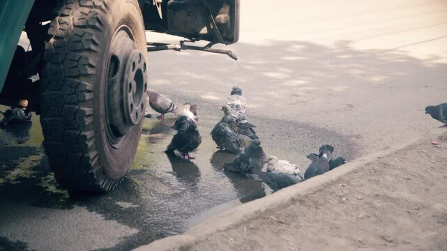 Pigeons washing themselves under a stream of water dripping from a car in summer.