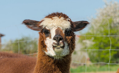Funny portrait of an Alpaca, close up