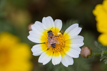 A Bee on A White Yellow Crown Daisy Flower with Pollen on Bee’s Body