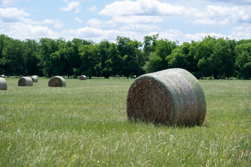 A farm pasture filled with round bales of hay on a sunny morning with trees on the distant horizon and white, fluffy clouds drifting through the blue sky.