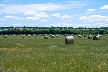 A farm pasture filled with round bales of hay on a sunny morning with trees on the distant horizon and white, fluffy clouds drifting through the blue sky.